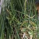 오늘은 파김치와 잡채 이미지