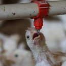 인제양계 이미지