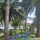 🌹꽃 수국 관광🌹 이미지