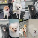 멍이랑냥이랑 Daum카페