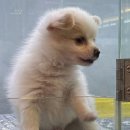 도그마루 강아지 고양이 부산점 이미지