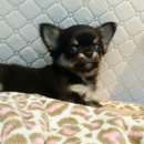 미스터독 이미지