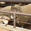 세인목장 이미지