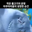 자연다큐 먹이사슬 특집 이미지