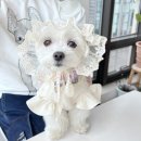 아우어펫 이미지