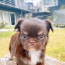 토미펫샵 | 신촌강아지분양 정말 예쁜 장모치와와분양 받았어요 !!