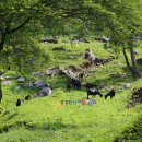 청태산목장 이미지