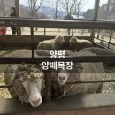 서울목장 | 양평 양떼목장 아이와 가기 좋은 서울 근교 체험 여행 후기