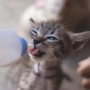 용이잡화점의기적 | [공지] 고양이 정수기, 깨끗한 물 먹이세요 리뷰이벤트 특가 29,900원