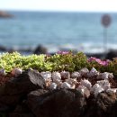 노을숲제주 이미지