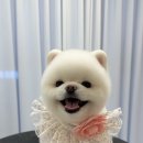 견공간샵 이미지