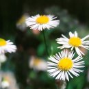 덕영대로1190번길 이미지