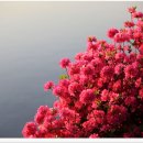 영산홍화장실 이미지