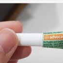 광주 고양이 분양 냥블리 광주점 이미지