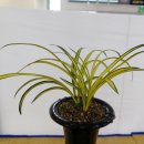 제7회 한국춘란엽예품전시회 이미지