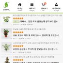 골든플랜트 이미지