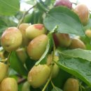 가야농원 이미지