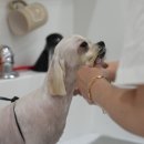 강아지 미용 이미지
