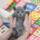 꾸밈펫샵 | 광양고양이분양 건강한 고양이 미유펫에서