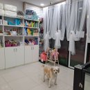 사하펫 네이버블로그