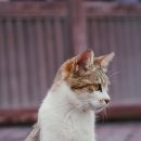 댕냥이 이미지