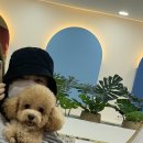 빵이펫살롱 이미지