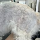 뽀짝뽀짝 애견 미용실 | 털엉킴 해결! 귀가 포인트인귀염뽀짝 곰돌이컷 미용 후기강아지미용실 영등포 양평동