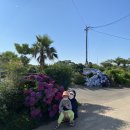 제주애 반하다 이미지