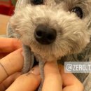 에드비붙임머리(add'B) 이미지