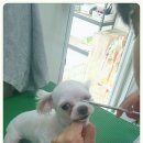 프리티도그&캣
