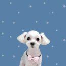 하얀이언니네 이미지