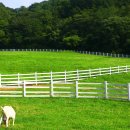 산양마루목장 이미지