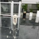 겨우리애견 네이버블로그