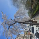 수원천변 벚꽃 이미지