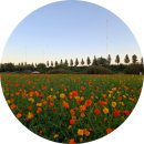 강매동 석교 | 가족과 산책할만한 서울근교꽃축제 창릉천코스모스축제 개화현황 체크 석교공원 방문후기