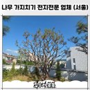 송파 나무 가지치기 업체, 전지전문 후기 (서울)