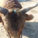 안심농장 이미지