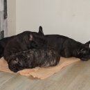 패밀리독 이미지