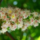 마로니에3 이미지