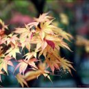 신진부대찌게 이미지