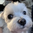 댕스히얼 이미지