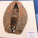 세계화석광물박물관 이미지