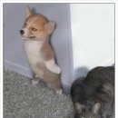 어서오시개 이미지