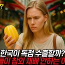 참외의 역사...Oriental Melon에서 Korean Melon이 되기까지 이미지