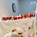 고양이 무마취미용 고미고미 화명점 이미지