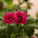 밀레니엄슈퍼 이미지