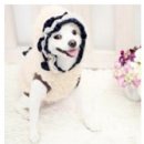 스타일 멍멍 이미지