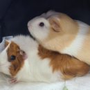 뉴월드동물병원 이미지