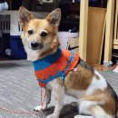 충식농장 | 도마뱀 특식 왁스웜 후기: 애벌레 사진 있음