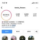 보위플라워즈 이미지